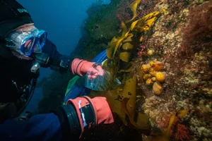 Cancer ice story A scientist collects sample underwater, wearing diving equipment
