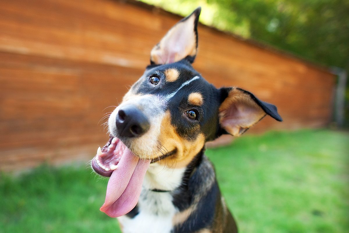 'Remarkable': Dogs can read our facial expressions, adorable new study finds
