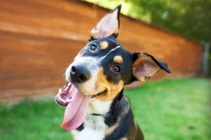 Dog expression Dog with head cocked