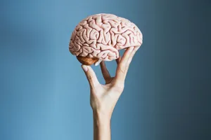 Human brain being supported by fingers of a hand Human brain being supported by fingers of a hand.
