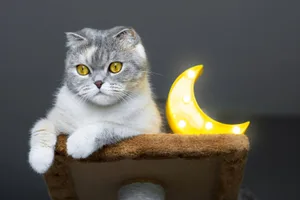CAt Moon Cat next to a moon shaped light