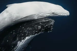 mahina-white-humpback-whale