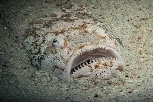 whitemargin-stargazer Photo of a whitemargin stargazer, its lovely teeth and bulging eyes poking out from within the sand