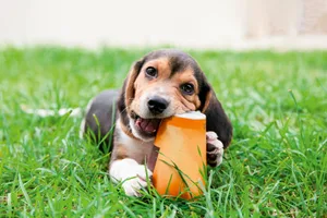 dogs-love-trash Beagle puppy dog sits on grass and enjoys chewing up paper cup