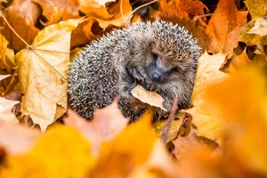 Hedgehog-hibernation A hedgehog hibernating in a pile of leaves