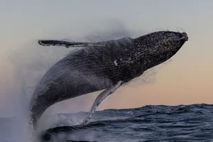 humpback-feature Humpback whale leaping from the water.