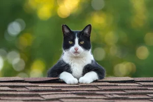 selfish-cats Photo of a cat with its paws on the slates of a roof, staring straight at us with a look of malice on its face