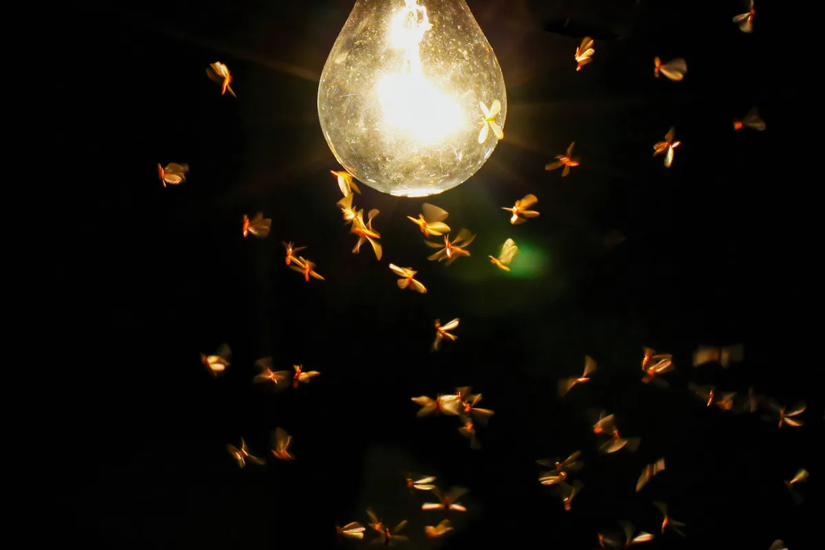 Why Flying Insects Circle Lights at Night | Level Up English Club