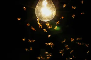 moths-light-termites Group of termites fly on timber during the night. Bright energy of the termites