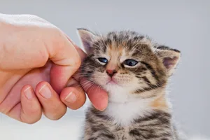 cat stroking