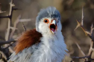 screaming bird 2 screaming bird