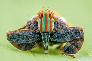 nickey-bay planthopper.