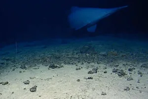 Goblin Shark A goblin shark