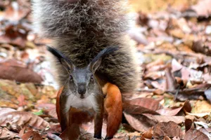 Rare tufted ground squirrel rheithrosciurus macrotis of Borneo colour photo. Groove-toothed squirrel