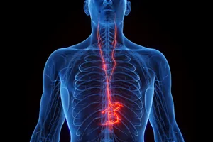 Web vagus nerve body The vagus nerve runs from the brain to all areas of the body