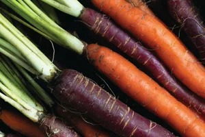 carrot-colour Close up photo of a bunch of purple and orange carrots
