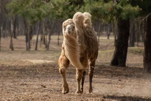 Camel Running A camel running through a wooded area