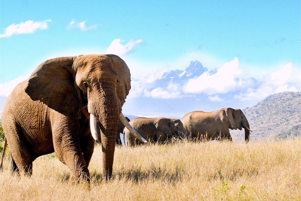We may finally know how Hannibal got his elephants across the Alps