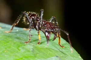 Bullet ant A bullet ant, a very large venomous ant from Ecuador, sitting on a leaf.
