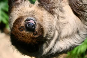 SlothSilly Upside down sloth