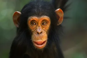 cute chimp Cute chimp looking towards camera