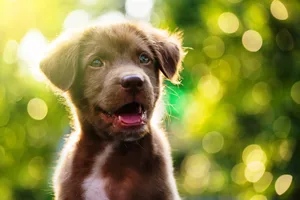 Cute puppy Cute puppy staring at camera