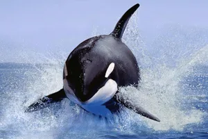 killer whale Orca