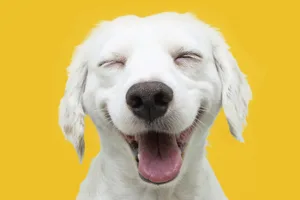 Smiling dog Smiling dog on yellow background