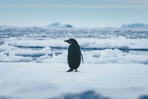 Adelie penguin