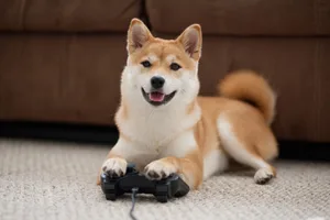 Gaming dog A dog playing video games with a controller