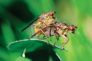 weird-reproduction-animals-flies-mating Yep, this is a photo of two flies mating – a bass lick can be heard in the background