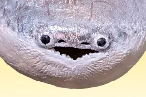 Weird fish Close crop of Sacabambaspis, a long-extinct fish