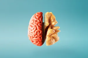 Brain and walnut Half a brain on the left and half a walnut on the right