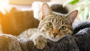 GettyImages-1194409229-crop Eight mind-blowing facts about cats, according to science © Getty Images