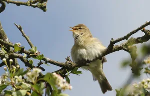 GettyImages-685441036 (1) The Willow Warbler bird is perched on a branch with its mouth open