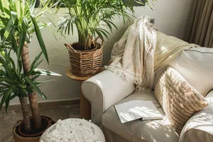 House plants that are good for your health A cream sofa, which has blankets, a cushion, and a book on it, is surrounded by plants.