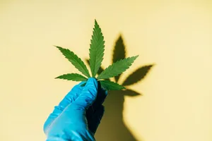 CBD A gloved hand holding a cannabis leaf against a yellow background