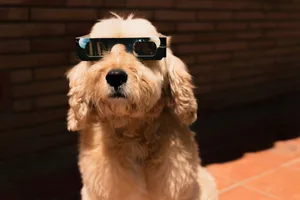 Solar eclipse 2026 A dog wearing solar eclipse glasses