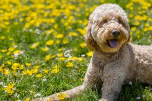 How owning a dog can help you live longer A fluffy poodle mix lies on the grass surrounded by yellow flowers