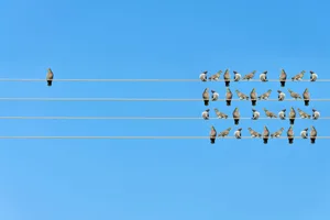 Social connection A digitally-generated image of a group of pigeons sitting on a telephone wire, with one pigeon sitting alone to the left