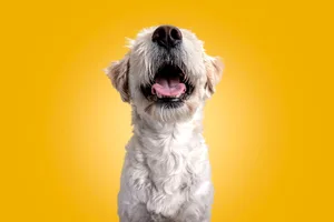 How to protect your dog in a heatwave A fluffy white dog against a yellow background