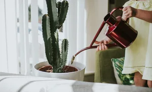Using house plants Using house plants