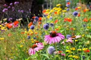 A colourful flowerbed, featuring a variety of wildflowers A colourful flowerbed, featuring a variety of wildflowers