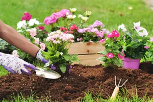 Gardening for beginners Gloved hands are planting colourful flowers in the garden