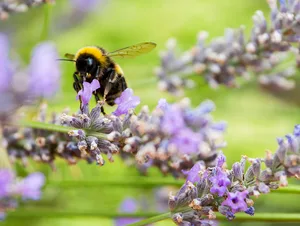 Bee pollinating lavender flower How to create a bee-friendly garden