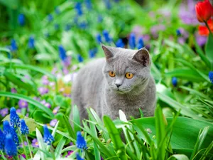 What plants are poisonous to cats What plants are poisonous to cats
