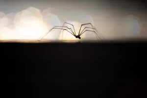 YHS Main image 2400 x 1600px (2) Cellar spider crawling across a wooden floor during early morning dawn light from a window. - stock photo