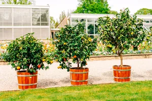 Potted oranges in the garden Potted oranges in the garden