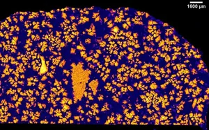 An X-ray image of rare meteorite NWA 12774. Credit: Aaron Bell / CU Boulder An X-ray image of rare meteorite NWA 12774. Credit: Aaron Bell / CU Boulder