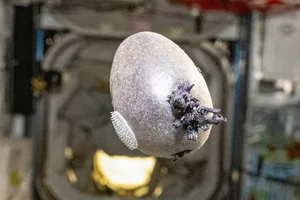 A purple potato on the International Space Station, photographed by NASA astronaut Don Pettit. Credit: NASA A purple potato on the International Space Station, photographed by NASA astronaut Don Pettit. Credit: NASA